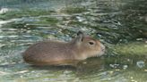 San Diego Zoo Capybara Shows Off Funny ‘T-Rex Walk'