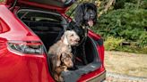 Honda releases range of dog accessories for Civic and CR-V