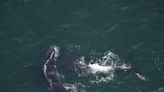 Will small boats soon have to slow down off NC to protect endangered right whales?