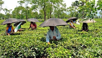 McLeod Russel, BBTC, other tea stocks surge on spike in prices amid floods, heatwave