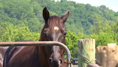 WATCH: New Freedom Farm healing heroes through horses