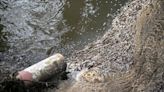All wastewater companies in England and Wales face Ofwat investigation over sewage spills