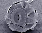 Coccolithophore