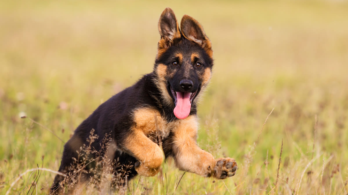 Update on German Shepherd Mix Puppy Abandoned in Parking Lot Is Touching Hearts