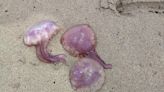 Bandera amarilla en las playas de Dénia por las medusas