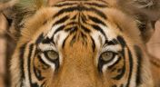 2. Tiger Jungles