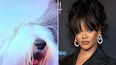 National Dog Show host mistakenly says sheepdog Rihanna was named 'after a Fleetwood Mac song'