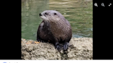 Beloved otter suddenly dies at Michigan zoo. He was an ‘excellent father and teacher’