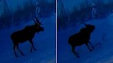 Rare Footage of Moose Dropping Its Antlers Captured on Security Camera Goes Viral