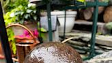 A homeowner wanted to build a barn. He found a cannonball likely from the Revolutionary War.
