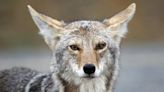 Mating Season Is Adding to Massachusetts’ Coyote Problem