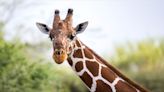 Giraffe Grabs Toddler from Truck During Wildlife Tour, Then Drops Her Into Mom’s Arms – See the Video