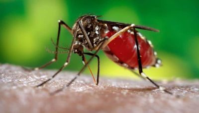 Kenya to release GMO mosquitoes to fight malaria | Zw News Zimbabwe