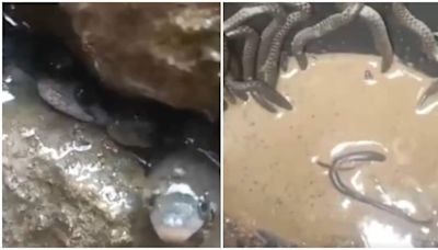 Watch: Around 35 snakes found at house in Assam, rescued later
