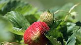 Strawberry season is here: Where to pick your own in RI