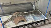 Police officers making a welfare check discover 3 1/2-foot-long python at Oahu home