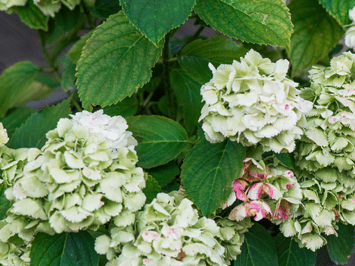 Which hydrangea should I plant? Experts explain how to choose the right variety for your garden