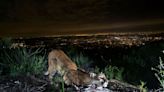 Humans are the greatest peril to mountain lions. Can that change?
