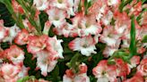 Types of gladioli – 12 top varieties for color and flamboyance