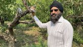 Okanagan fruit grower calls for government help as crisis grows