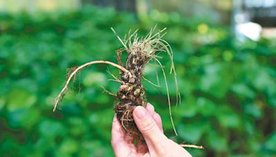 阿里山山葵復育成功 首批種4萬株