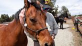 Horses and humans heal at Heroes Horsemanship classes