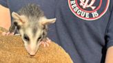 Charleston firefighters rescue two baby opossums and their mother stuck inside car fender