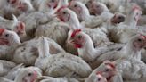 South Africa culls about 7.5 million chickens in an effort to contain bird flu outbreaks