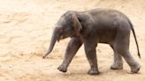 UK zookeepers ‘delighted’ by the arrival of endangered Asian elephant