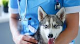 Is Your Dog Wheezing? Here's What Might Be Causing It and When To Call a Veterinarian