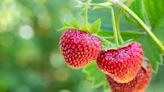 13 Best Strawberry Companion Plants For A Juicy Summer Harvest