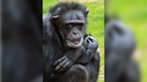 Manhattan zoo celebrates chimpanzee’s 70th birthday