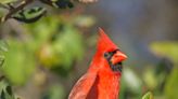 What is that bird? Five you'll probably see in your yard in MS and what to know about them