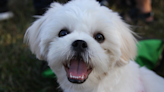 Adorable Maltese’s Hesitation to Climb the Stairs Is Just Too Cute