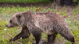 An 'aggressive' grizzly bear mauled 2 people to death in Canada's Banff National Park