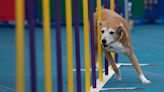 Mashpee rescue dog Tess and her mom head to New York agility competition