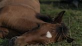 Tired Horse Hilariously ‘Plays Possum’ When Mom Calls His Name