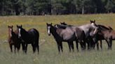 Organizations offer $25,000 reward for arrest in deaths of wild horses in Arizona