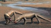 Paleontologists discover fossils of new crocodile-like reptile species that lived 237 million years ago