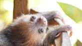 Abandoned Baby Sloth Is the Picture of Adorable in Precious Rescue Video