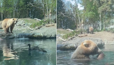 Seattle zoo responds to bear eating ducklings: It's 'the circle of life'