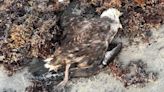 FWC: Shearwater birds found dead, sick in Northeast Florida could be result of extreme wind events