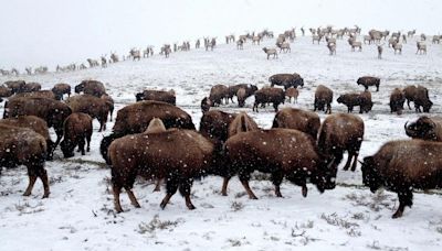 Tribal bison hunt expands on National Elk Refuge to include Eastern Shoshone