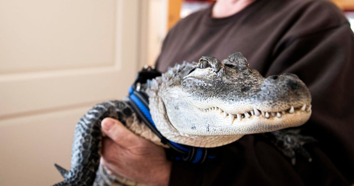 Man says his emotional support alligator, known for its big social media audience, has gone missing