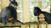 Zoo announces arrival of a François langur – one of the world s most endangered species of primate.