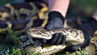 2024 Python Challenge: Everything to know about Florida's annual snake removal competition