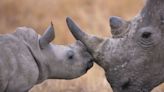 The Key to Saving Rhinos? Making Their Horns Radioactive.