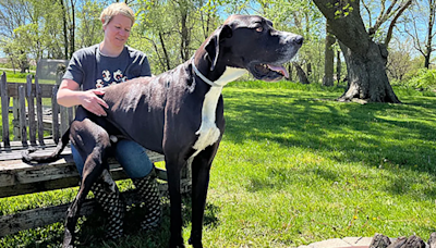 Kevin, élu plus grand chien vivant au monde par le Guinness World Records, est mort