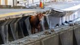 No BS Here: Runaway Bull on NJ Train Tracks Halts Public Transit