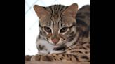 Spotted wild cats were kept in small cages. Now NC rescue is giving them second chance